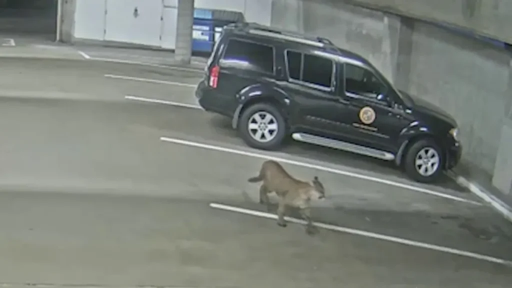 Mountain Lion